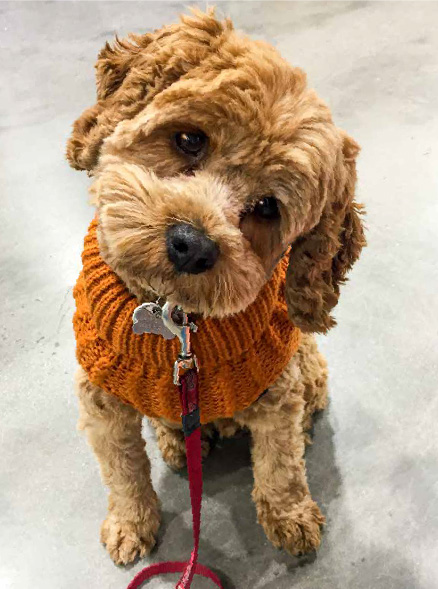 Hubert the Cavoodle is dressed in a turtleneck jumper. His head is tilted to the side as if he is listening to you.