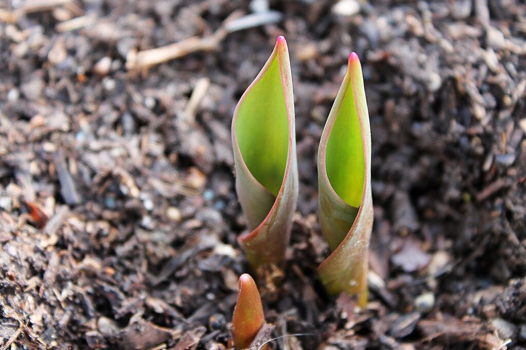 Close up of three tiny tulip bulbs sprouting from the ground.