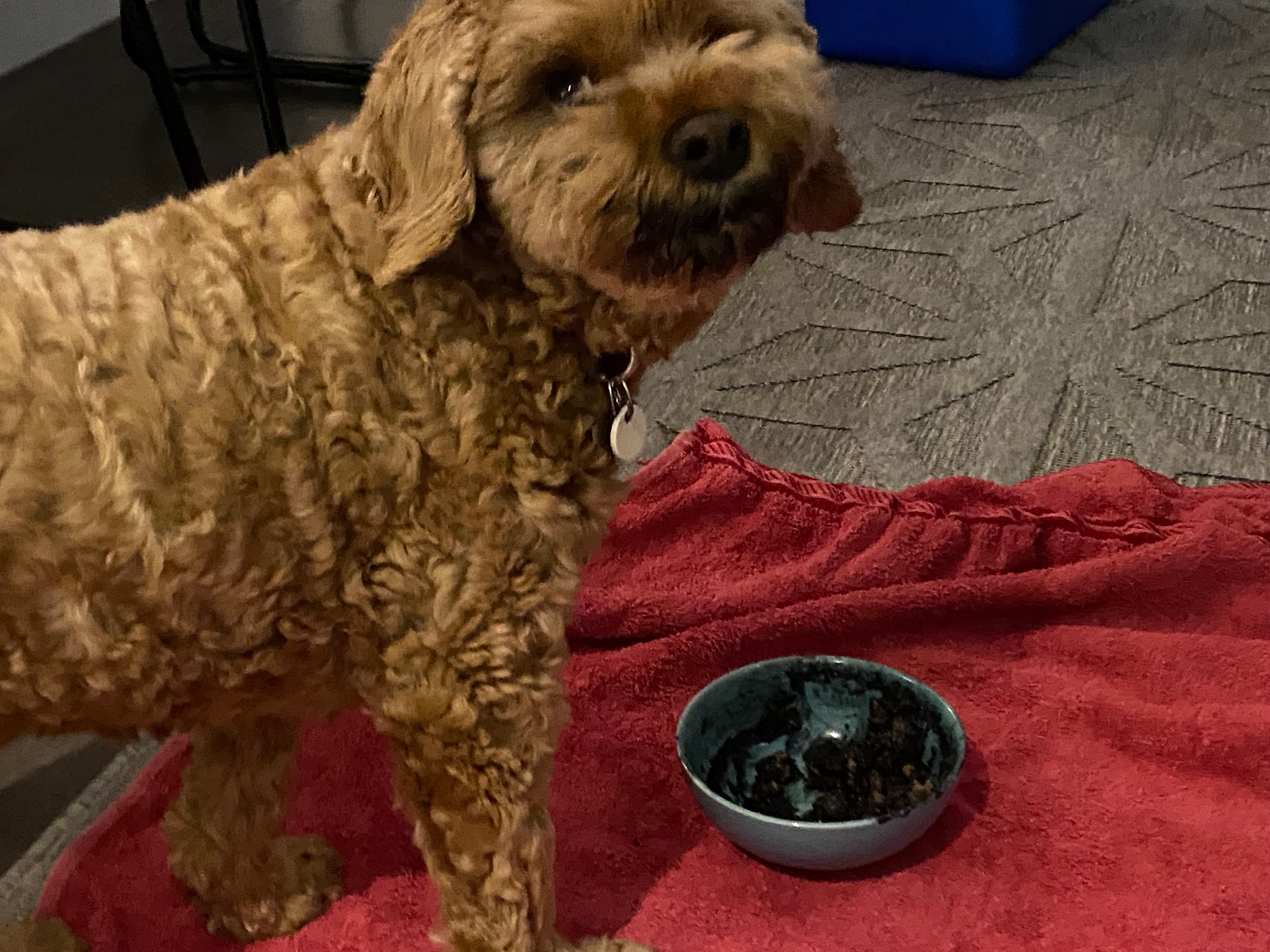 Hubert the Cavoodle has food in his bowl that is chunky and black. He is turning back cheekily to look at you with his entire mouth and chin covered in black food too.